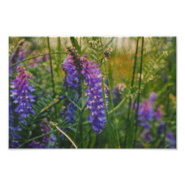 Arctisch lupine Impressionisme Foto Afdruk