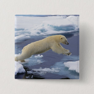 Arctisch, Svalbard, Ijsbeer strekt uit Vierkante Button 5,1 Cm