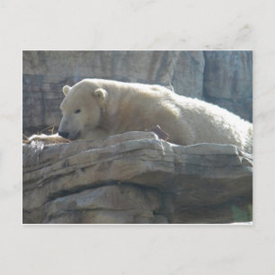 Arctische Natuurfotografie Ansichtkaart Briefkaart