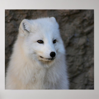 Arctische portretten poster