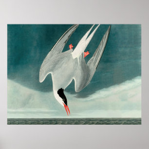 Arctische stern Audubon vogel wildlife schilderij Poster