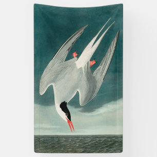 Arctische stern Audubon vogel wildlife schilderij Spandoek