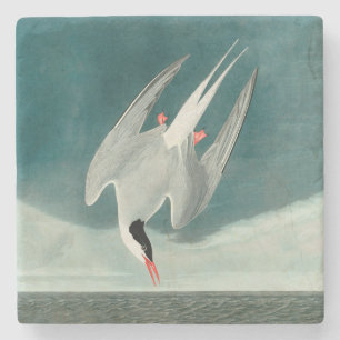 Arctische stern Audubon vogel wildlife schilderij Stenen Onderzetter