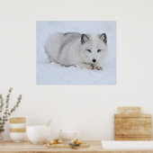 Arctische vos in de sneeuw poster (Keuken)
