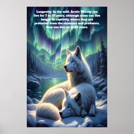 Arctische witte wolven in Sneeuw Poster (Voorkant)