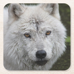 arctische wolf-Onderzetter Vierkante Kartonnen Onderzetter