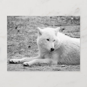 Arctische wolf - witte wolf briefkaart