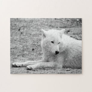 Arctische wolf - witte wolf legpuzzel