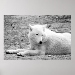 Arctische wolf - witte wolf poster