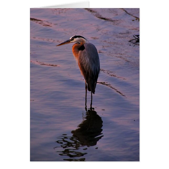Ardea herodias (Voorkant)