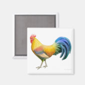 Ardenner Rooster Carré Magnet (Recto/Verso)
