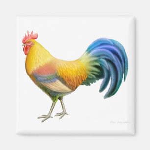 Ardenner Rooster Square Magnet Magneet