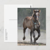 Ardennes foal briefkaart (Voorkant / Achterkant)