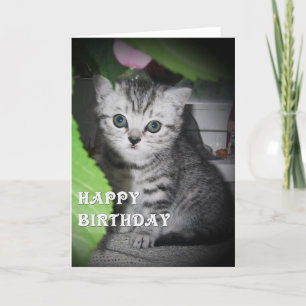 Argent tacheté - Kitten Carte d'anniversaire
