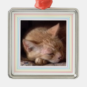 Argenté PET LOVE Premium Carré Ornement / Rainbow