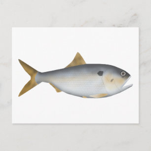 Argentijnse Menhaden Briefkaart