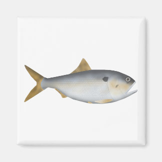 Argentijnse Menhaden Magneet