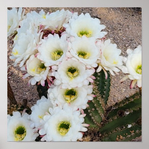 Argentijnse Saguaro Bloemen Poster