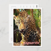 Argentinië - Yaguareté - Briefkaart (Voorkant / Achterkant)