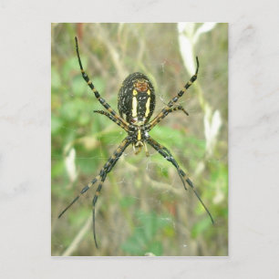 Argiope Bande - Carte postale Argiope Sous-Côté