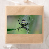 Argiope bruennichi etiket (Insitu)