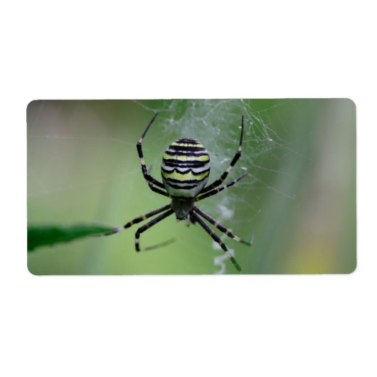 Argiope bruennichi etiket (Voorkant)
