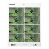 Argiope bruennichi etiket (Full Sheet)