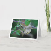 Argiope bruennichi, Wespenspin en Ei Kaart (Voorkant)