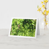 Argiope bruennichi, Wespenspin, Orb-wever Kaart (Gele Bloem)