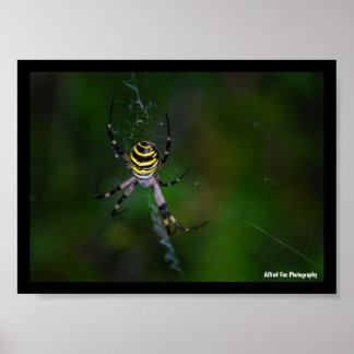Argiope bruennichi, Wespenspin, Wielwebspin Poster