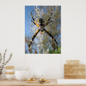 Argiope Spider Poster (Keuken)