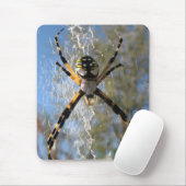 Argiope spin muismat (Met muis)
