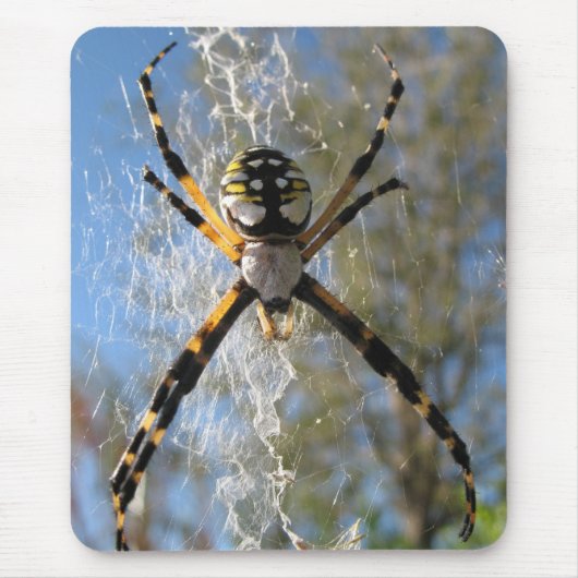 Argiope spin muismat (Voorkant)