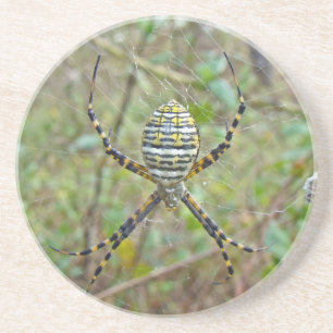 Argiope trifasciata Wielwebspin Zandsteen Onderzetter