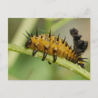Argus Tortoise Shell Beetle Larva Briefkaart