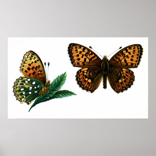 Argynnis aglaja poster (Voorkant)