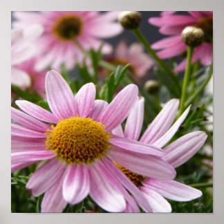 Argyranthemum frutescens Marguerite Daisies Poster