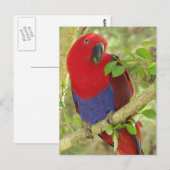 Aria Grand Eclectus Parrot Briefkaart (Voorkant / Achterkant)