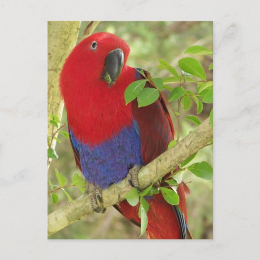 Aria Grand Eclectus Parrot Briefkaart (Voorkant)