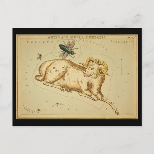 Aries en Musca Borealis Briefkaart (Voorkant)