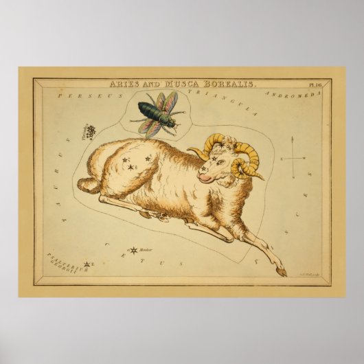 Aries en Musca - teken van het Afbeelding van de Poster (Voorkant)