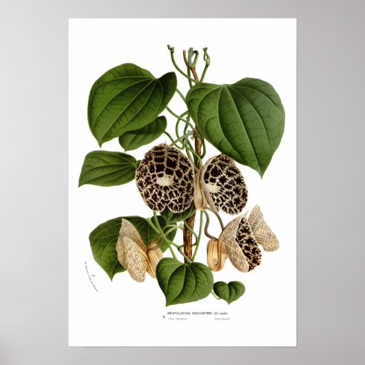 Aristolochia duchartrei poster (Voorkant)