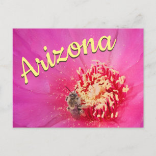 Arizona ansichtkaart, bloeiende cactusbij briefkaart