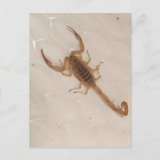 Arizona Bark Scorpion Briefkaart (Voorkant)