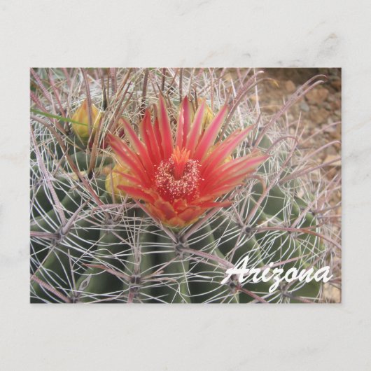 Arizona Barrel Cactus Blossom Briefkaart (Voorkant)