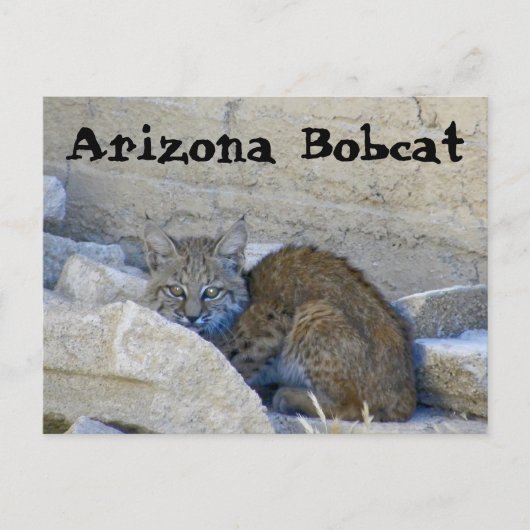 Arizona Bobcat Briefkaart (Voorkant)