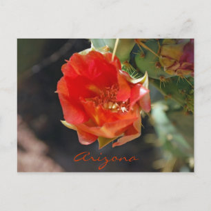 Arizona Briefkaart