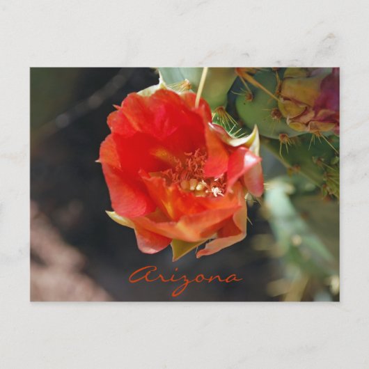 Arizona Briefkaart (Voorkant)
