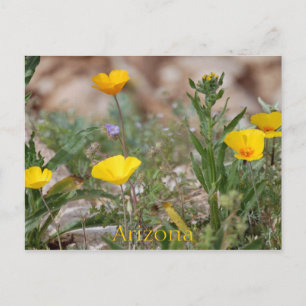 Arizona Briefkaart