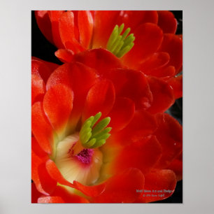 Arizona Claret Cup Cactus Red Oranje Flowers Poster